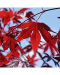 Acer ’Red Emperor’